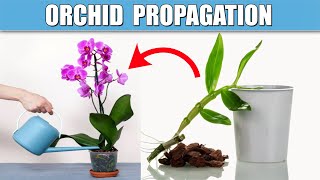 Orchid Propagation Multiplying Your Prized Orchids for Sharing [upl. by Aciraj950]