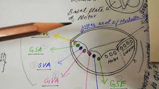 Cranial nerve Functional components Embryo part 1 [upl. by Nyar]