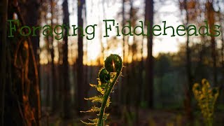 Wild Food Foraging and Cooking wild Fiddleheads Spring wild edible recipe [upl. by Eldwen401]