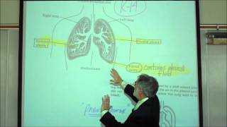 ANATOMY RESPIRATORY SYSTEM PART 2 Lower Tract Trachea amp Lungs by Professor Fink [upl. by Tracee474]