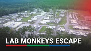 The lab in South Carolina from which 43 monkeys escaped  ABS CBN News [upl. by Rex]