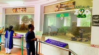 vandalur zoo snakestamil nadu snake parkarignar anna zoological parksnake park [upl. by Temirf]