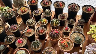 My small Gymnocalycium collection  Newbie cactus collector [upl. by Luedtke]