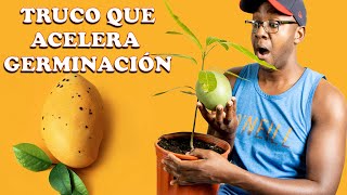 🌱Como GERMINAR y SEMBRAR una semilla de MANGO  50 MÁS RÁPIDO 😋 [upl. by Ahsem]