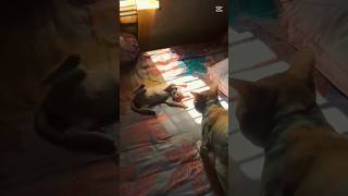 Oggy amp oliver play time viralvideo catshorts [upl. by Tound268]