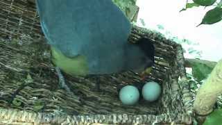 Turaco Hatching at Nashville Zoo [upl. by Adaven]