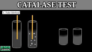 Catalase Test Microbiology  Differentiation Of Bacteria By Catalase Test  Slide amp Tube Method [upl. by Regni955]