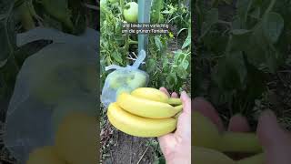 Mit einer Banane das Reifen der Tomaten beschleunigen – genialer Trick [upl. by Niwdla]