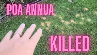 How Im Successfully Killing Poa Annua in my KBG Lawn [upl. by Htidra]