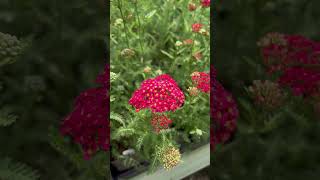 Perennial Plant Information Paprika Achillea Yarrow Plants Yarrow GardeningTips [upl. by Suiratnod]