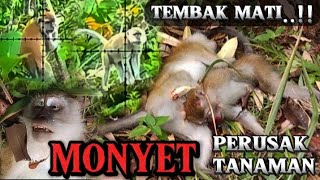 MONKEY HUNTING‼️SEMAKIN GANAS BERBURU KERA PERUSAK TANAMAN  BERBURU MONYET TERSADIS DI DUNIA [upl. by Immas]