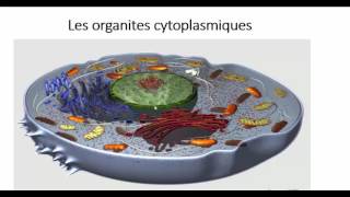 فيديو جديد اسرع وتعرف على العضيات السيتوبلازمية les organites cytoplasmiques [upl. by Eislel]