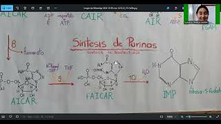 sintesis de nucleótidos Purinas [upl. by Adnilasor939]