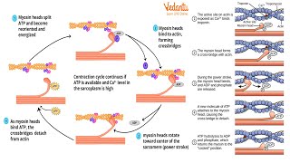 Anatomy amp Physiology 64  Physiology of Muscle Contraction  Electrical Events in Contraction [upl. by Aprilette660]