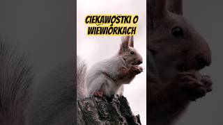 Tajemnice Wiewiórek Śmieszne Ciekawostki wiewiórki ciekawostki funnyanimals [upl. by Kauppi]