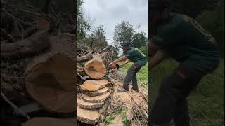 Testing the new Stihl Hexa chain [upl. by Abbi824]