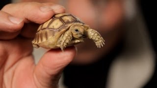 3 Care Tips for Sulcata Tortoises  Pet Reptiles [upl. by Sissy]