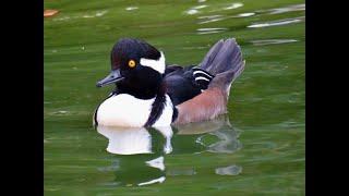 HOODED MERGANSER [upl. by Naashar]