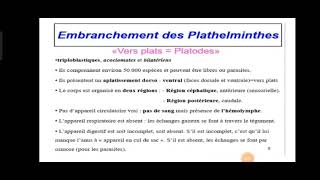 Embranchement des plathelminthes شرح مبسط [upl. by Annyahs]