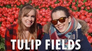 Tulip Fields Bicycle Tour Amsterdam [upl. by Notnats]