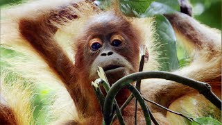 Mother Orangutan Teaches Daughter How to Survive in the Rainforest  Life  BBC Earth [upl. by Anidan711]