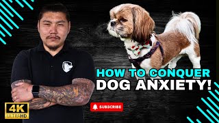 Helping Your Dog Conquer Canine Anxiety Tips For Keeping Them Calm Around Others [upl. by Alyos]