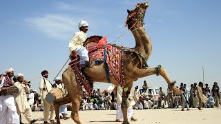 Camel Dance Competition at the Cattle Fair in Pushkar Rajasthan  Pushkar Mela Amazing Camel Dance [upl. by Sileas]