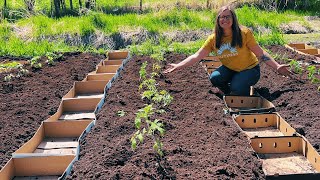 Growing Tomatoes In A Cold Climate Zone 3 Gardening [upl. by Adnilra491]