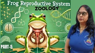 structural organisation in animals frog reproduction system II class 11th Zoology III CBSE I NCERT [upl. by Ecirual216]