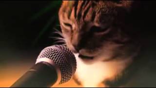 Gatos cantando [upl. by Avelin]