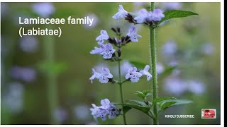 Lamiaceae family description floral formula importance [upl. by Idner696]