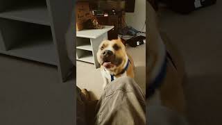 Hims wants attention americanbullylover doglover amercianbully funnydogs dogs [upl. by Inaliak303]