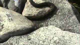 PA Rattlesnakes Wolf Rocks Forbes State Forest [upl. by Eserrehs196]