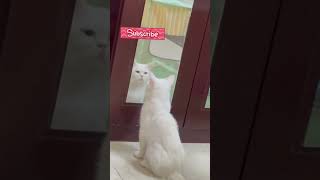 Piny vs the Mirror👀Who’s That Copycat cat oddeyescat catlover cutecat catseyes cuteanimal [upl. by Anihs]