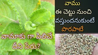 Vamu Mokka  Ajwain Plant  Vamu Aaku vs Vamu Chettu  Indian Borage vs Carom Plant Oma Aaku Chettu [upl. by Aaron648]