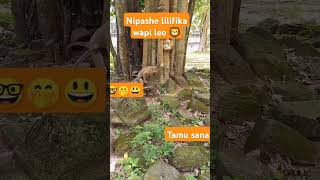 Shughuli ilikuwa pevu kwa tumbili 🐒🐒 duet diamondplatnamz funny comedy animals [upl. by Maida744]