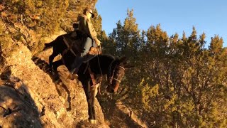 Extreme Mule Riding Cache Valley Rocky Mountain Edition [upl. by Fachan]