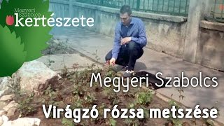 Virágzó rózsa metszése  Rosa Bajazzo®  Bordó fehér sziromfonákú teahibrid rózsa [upl. by Assillam]