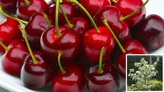 How to Plant Cherry Trees Easy Fruit Planting Guide [upl. by Buckley]