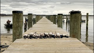 Chester River Diver Duck Hunting  8 Man Bluebill Limit [upl. by Icaj646]