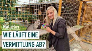 Katze aus dem Tierheim adoptieren Tipps amp Voraussetzungen  Die Ratgeber [upl. by Sanger]