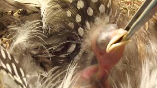 Pár napos fecskefióka etetése 2015 1 rész  Feeding a few dayold swallow nestling 2015 pt 1 [upl. by Tioneb]