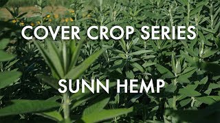 Sunn Hemp Noble Cover Crop Series [upl. by Ahcrop]