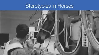 Stereotypies in Horses [upl. by Lambrecht153]