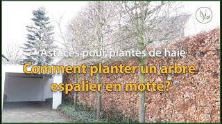 Comment planter un arbre espalier en motte  Astuces pour plantes de haie [upl. by Akessej]