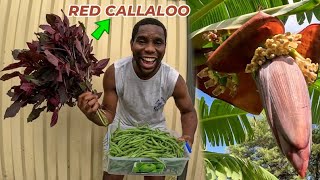 RED CALLALOO My Banana Blossom Sorrel Transplant amp Dwarf Beans Harvest Australia 🇦🇺 [upl. by Tildi]