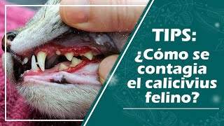 ¿Qué es el calicivirus felino lo que deberías saber [upl. by Urbani]