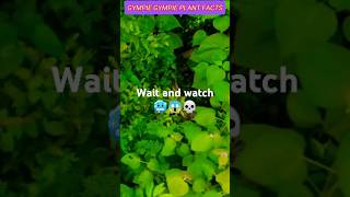 GYMPIE GYMPIE WORLD DANGEROUS PLANT youtubeshorts facts youtubefeed [upl. by Eilsel]