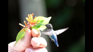 Vogelbeobachtung auf Kuba mit traveltonature [upl. by Yenattirb]