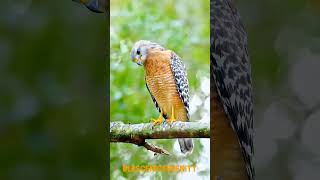 Redshouldered hawk [upl. by Mena]